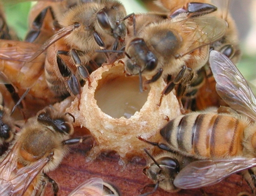 Reine d'abeilles gelée royale de france les miels d'uzès